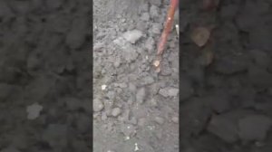 ПОСАДКА МАЛИНЫ. КАКИЕ УДОБРЕНИЯ ВНОШУ.