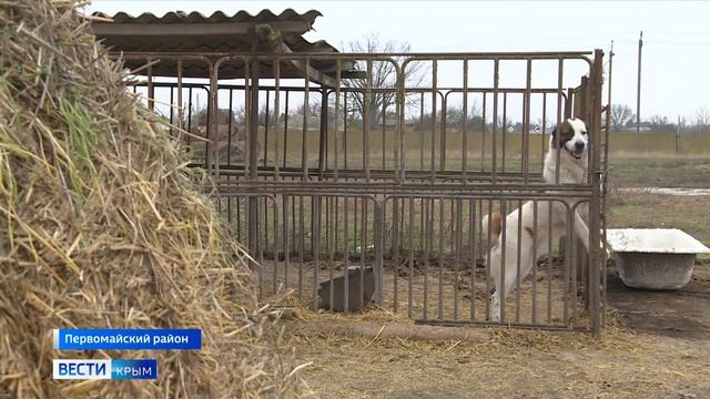 В Крыму начали прививать животных смотреть онлайн