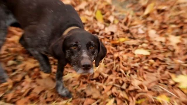 Дратхаар - лучший помощник охотника. Описание породы. Характер. Уход.