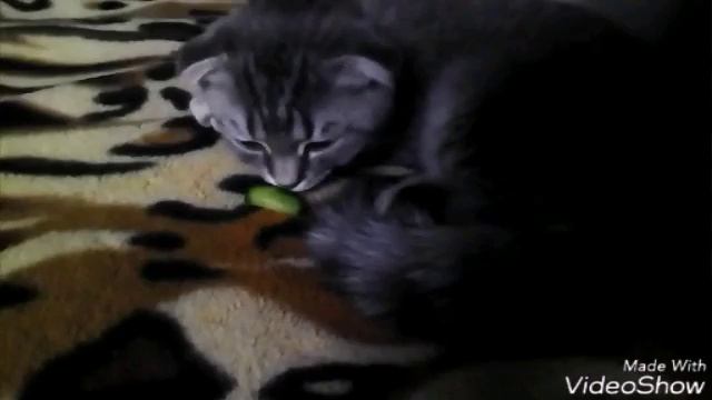 За огурцом прям дрожит:(^^)^_^!