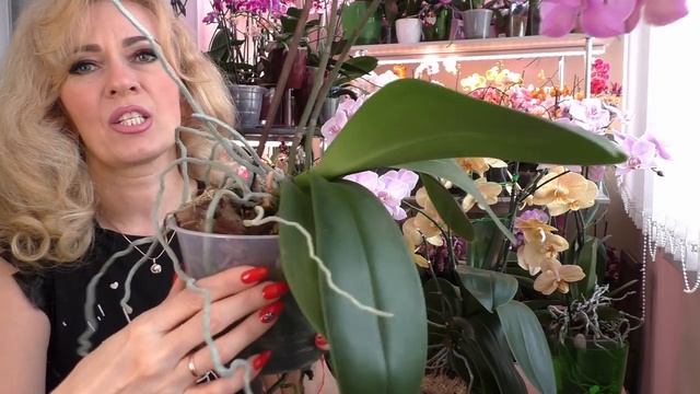 Взрослые орхидеи цветут МОЩНО! ВСЕГДА ЛИ ЦВЕТЕНИЕ ПОКАЗАТЕЛЬ ЗДОРОВЬЯ ОРХИДЕИ?! смотреть онлайн