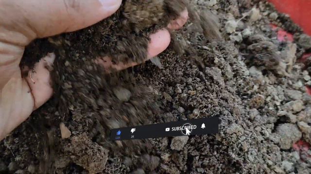 How to grow gladiolus. смотреть онлайн