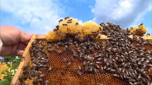 Как использовать рой в августе?! смотреть онлайн