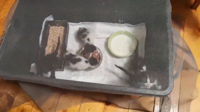 Котят выкинули умирать в лесу спаси добрый человек смотреть онлайн