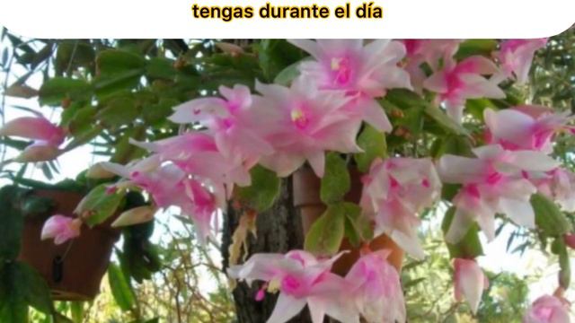 ¿Maravillosa idea para que tus cactus florezcan👌 como locos? 🧐🤗 смотреть онлайн