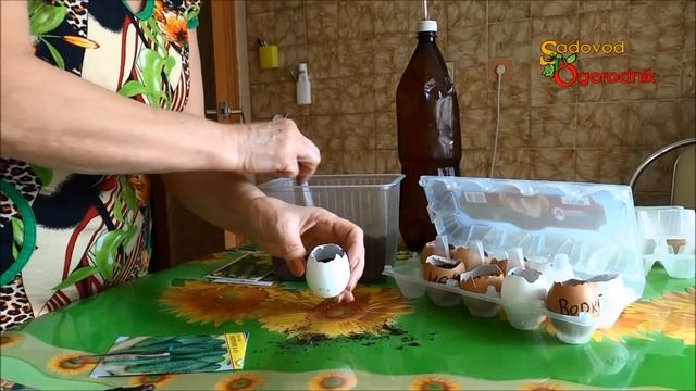 Огурцы в яичной скорлупе: посадка семян, выращивание рассады. Часть 1. смотреть онлайн