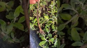 Буддлея давида-размножение черенками, зимнее черенкование