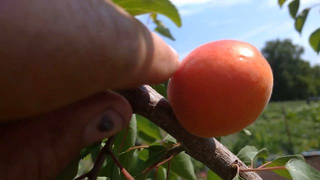 Абрикос Цунамі ,перше плодоношення 2021 смотреть онлайн