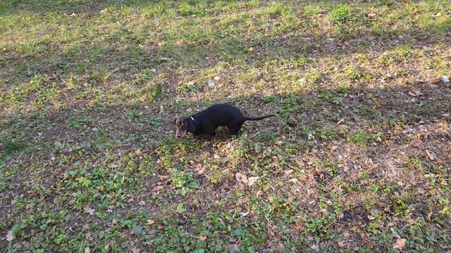 Собака какает в 4к смотреть онлайн