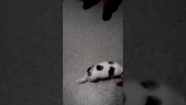 Мой чихуахуа смотреть онлайн