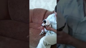 Джек Рассел терьер кормление.