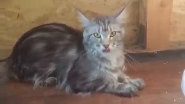 Кошечка Тая смотреть онлайн