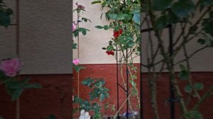 Роза Santana ,Плетистая