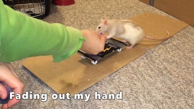 How To Train A Rat To Skateboard смотреть онлайн