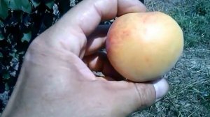 Абрикос. Сорт Супериор. 10.07.17