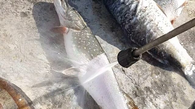 Как чистить судака смотреть онлайн