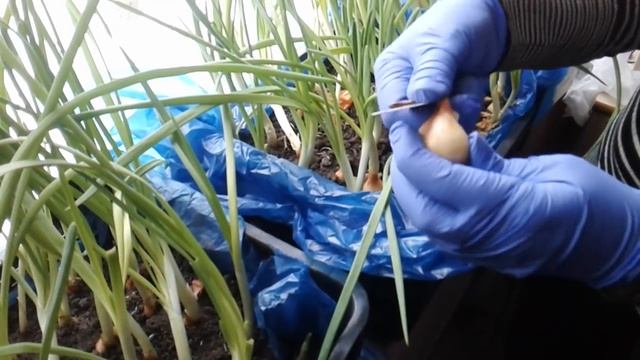 Зеленый лук 11 января .Огород на подоконнике. смотреть онлайн