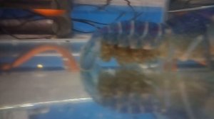 Созревание и оплодотворение икры у австралийского красноклешневого рака