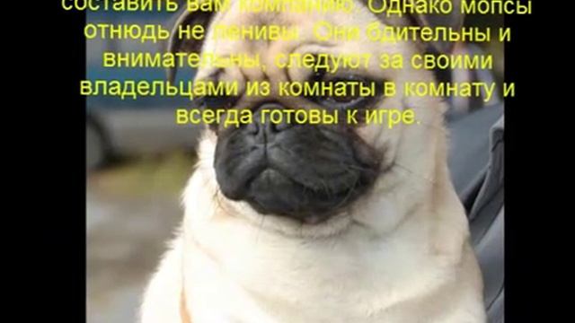 мопс описание породы содержание и уход смотреть онлайн