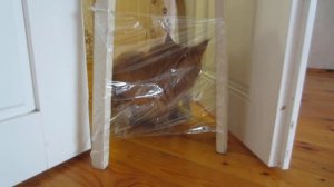 РОЗЫГРЫШ ОГРОМНОГО КОТА ГУГЛА ! КОТ И КОШЕЧКА МУРКА узнали НОВЫЕ ИГРЫ С КОТАМИ! СМЕШНОЙ ПРИКОЛ