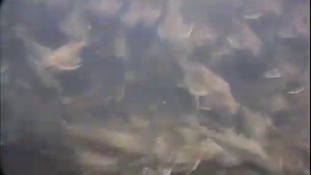 Анциструс или сом присоска смотреть онлайн