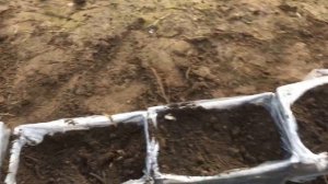 РАЗМНОЖЕНИЕ МАЛИНЫ | КАК БЫСТРО РАЗМНОЖИТЬ МАЛИНУ | САМЫЙ ПРОСТОЙ СПОСОБ РАЗМНОЖЕНИЕ МАЛИНЫ #малина