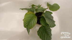 Пятна на листьях калатеи Что же делать?