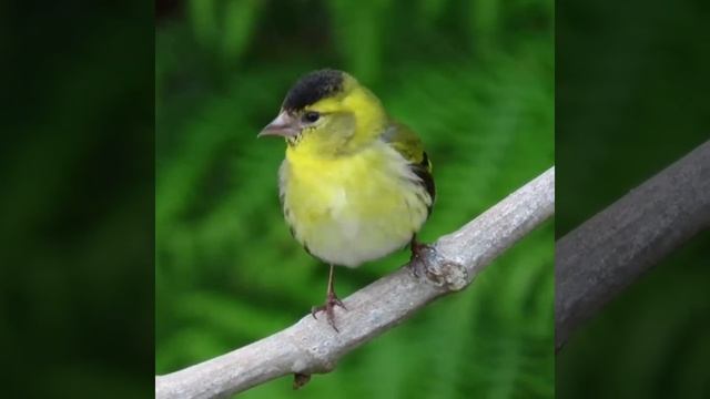 siskin singing away using canon sx70 hs ?? смотреть онлайн
