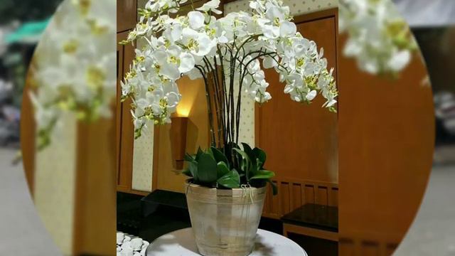 So pretty and amazing phalaenopsis flowers arrangements and french phalaenopsis flowers part 1 смотреть онлайн