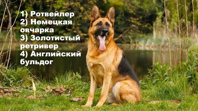 Угадай породу собаки по картинке смотреть онлайн