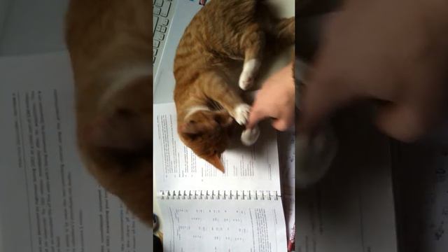 кот не дает пончу учиться смотреть онлайн