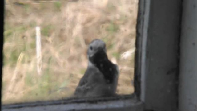 Любопытная трясогузка смотреть онлайн