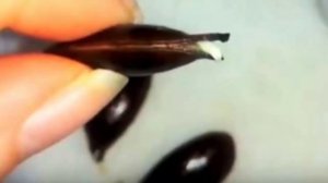 Хурма из косточки в доме! Как вырастить хурму из семени.