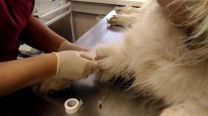 Постановка катетера собаке