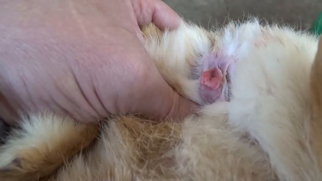 Крольчиха раскидала, не кормит крольчат. Решение проблемы смотреть онлайн