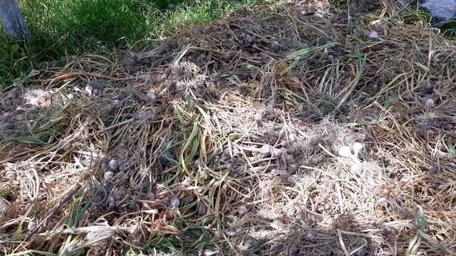 Сушка однозубки часнику на стеблі в затінку. смотреть онлайн