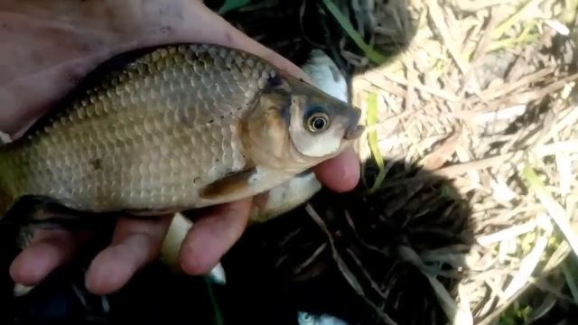 Нарвались на бешанный клёв Карася!Карась прёт не дуром смотреть онлайн
