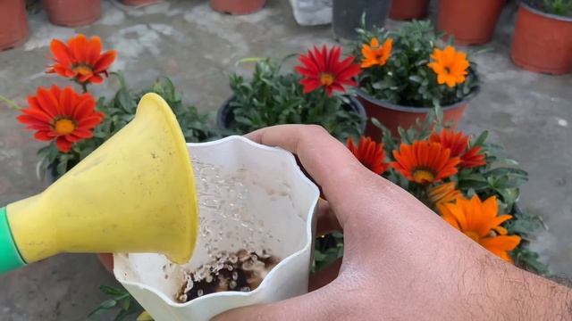 पोधा सर्दी का है पर चलता 12 Months /साल भर है  || Gazania Plant Care Tips || Winter Flowers 2023