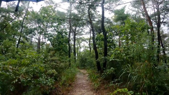 【4K】  Rain Walk - Forest #7 (Busan Healing Forest)