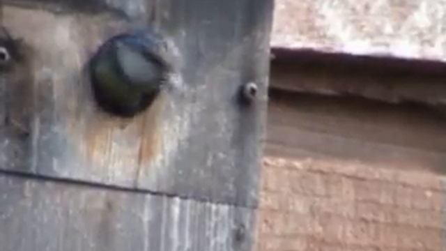 blue tit fledgling feeding and leaving смотреть онлайн