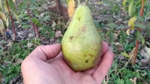 груши Ноябрьская и Мария
