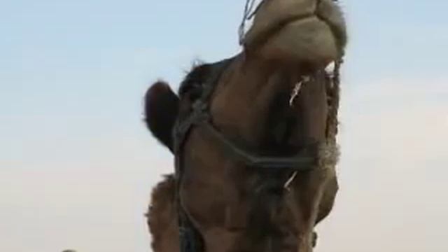 Conférence (vidéo) De Salim Laïbi, Alias Le Libre Penseur (LLP) Le 18 Août 2015