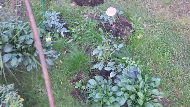 11.09. Розы осенью. Новая посылка ( питомник Розовая клумба) смотреть онлайн