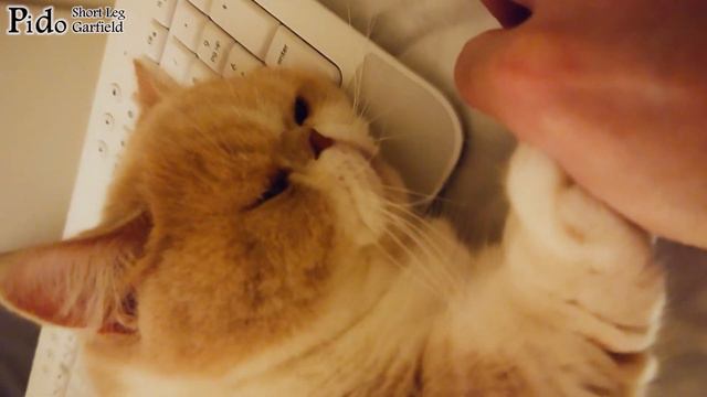 【 Pido cat 】Touching Story of Short-legged Cat Pido смотреть онлайн