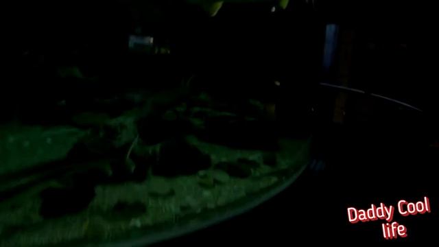Океанариум в Адлере смотреть онлайн