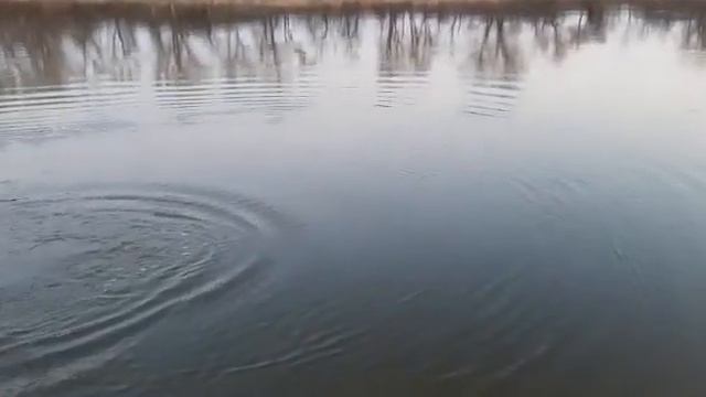 RB. Жерех на блесну Делфи.