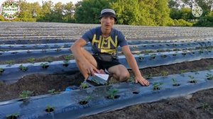 Первая подкормка клубники после посадки саженцами фриго