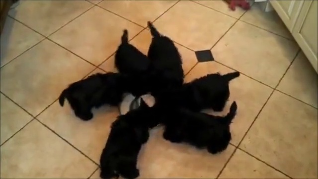 Хоровод смотреть онлайн