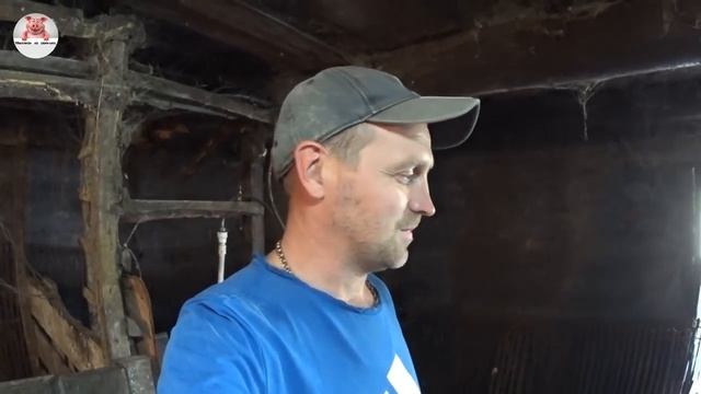 Продал поросят / Ломаю сарай / Супер эксперимент по откорму поросят смотреть онлайн