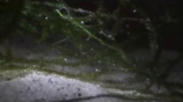 Triops australiensis mov 6 смотреть онлайн